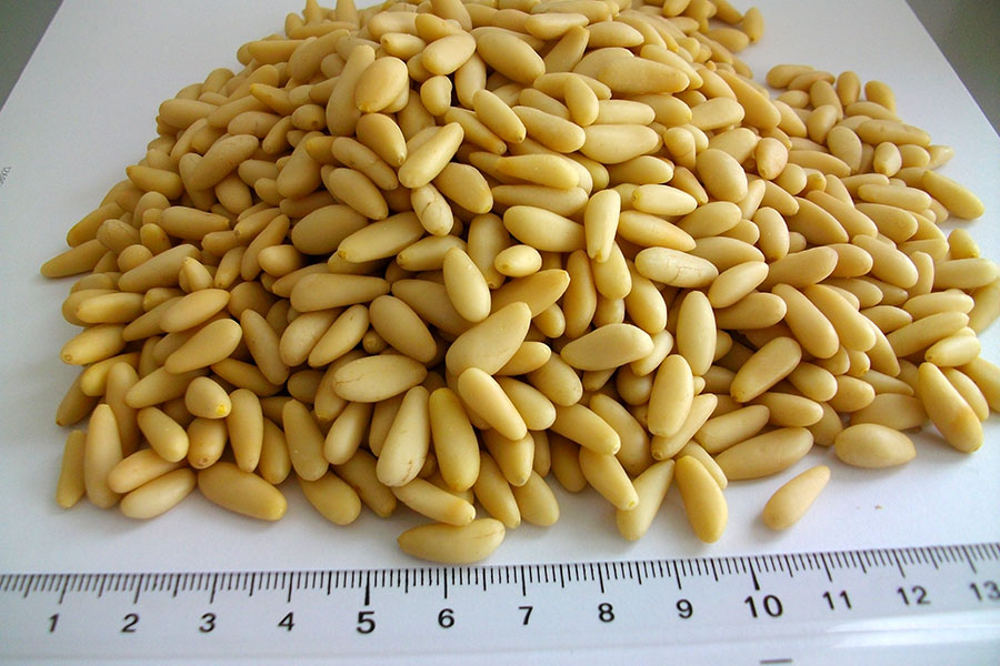 pine nuts, piñones